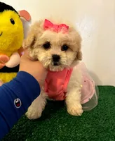 Mimi, a female Maltipoo for sale in Santa Clarita, CA – Photo 2 of 3