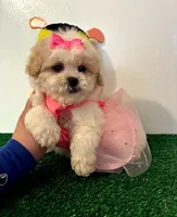 Mimi, a female Maltipoo for sale in Santa Clarita, CA – Photo 3 of 3