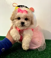 Mimi, a female Maltipoo for sale in Santa Clarita, CA – Photo 1 of 3