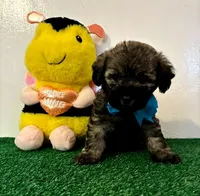 Rex, a male Maltipoo for sale in Santa Clarita, CA – Photo 2 of 3