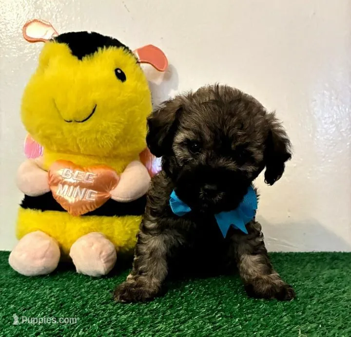 Rex, a male Maltipoo for sale in Santa Clarita, CA – Photo 1 of 3