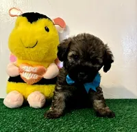 Rex, a male Maltipoo for sale in Santa Clarita, CA – Photo 1 of 3