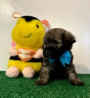 Rex, a male Maltipoo for sale in Santa Clarita, CA – Photo 3 of 3