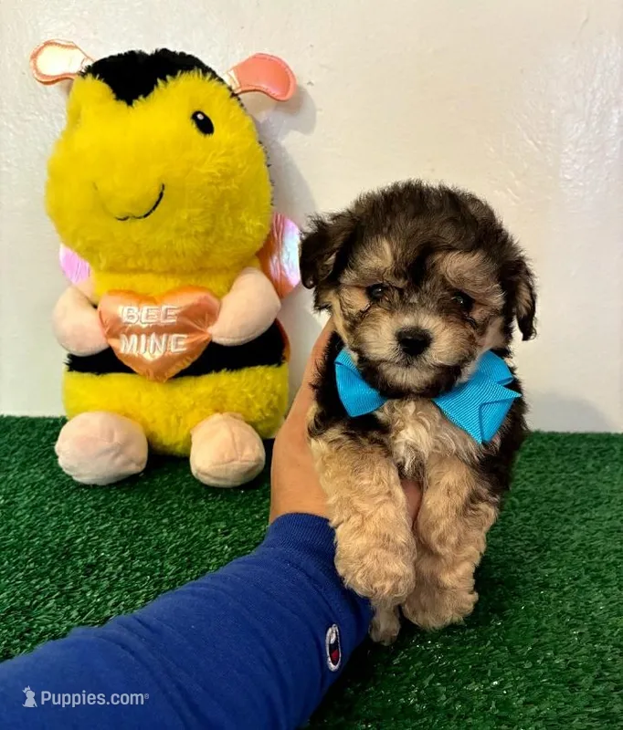 Orio, a male Maltipoo for sale in Santa Clarita, CA – Photo 1 of 2