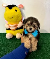 Orio, a male Maltipoo for sale in Santa Clarita, CA – Photo 2 of 2