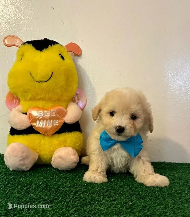 Max, a male Maltipoo for sale in Santa Clarita, CA – Photo 1 of 1