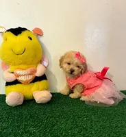 Candy 🍭, a female Maltipoo for sale in Santa Clarita, CA – Photo 2 of 5