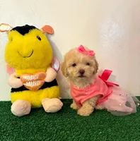 Candy 🍭, a female Maltipoo for sale in Santa Clarita, CA – Photo 3 of 5
