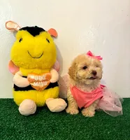 Candy 🍭, a female Maltipoo for sale in Santa Clarita, CA – Photo 4 of 5