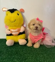 Candy 🍭, a female Maltipoo for sale in Santa Clarita, CA – Photo 5 of 5