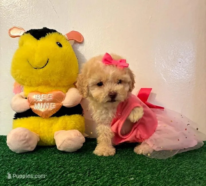 Candy 🍭, a female Maltipoo for sale in Santa Clarita, CA – Photo 1 of 5