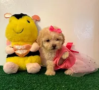 Candy 🍭, a female Maltipoo for sale in Santa Clarita, CA – Photo 1 of 5