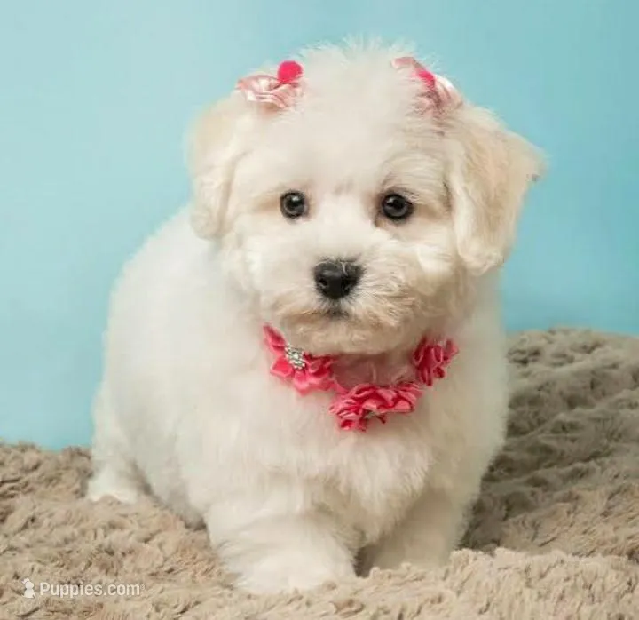 Rose 🌹, a female Maltipoo for sale in Santa Clarita, CA – Photo 1 of 1