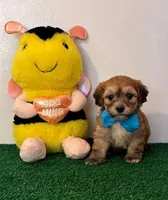 Toby, a male Maltipoo for sale in Santa Clarita, CA – Photo 1 of 3