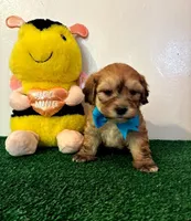 Toby, a male Maltipoo for sale in Santa Clarita, CA – Photo 3 of 3