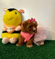 Michelle , a female Maltipoo for sale in Santa Clarita, CA – Photo 2 of 3