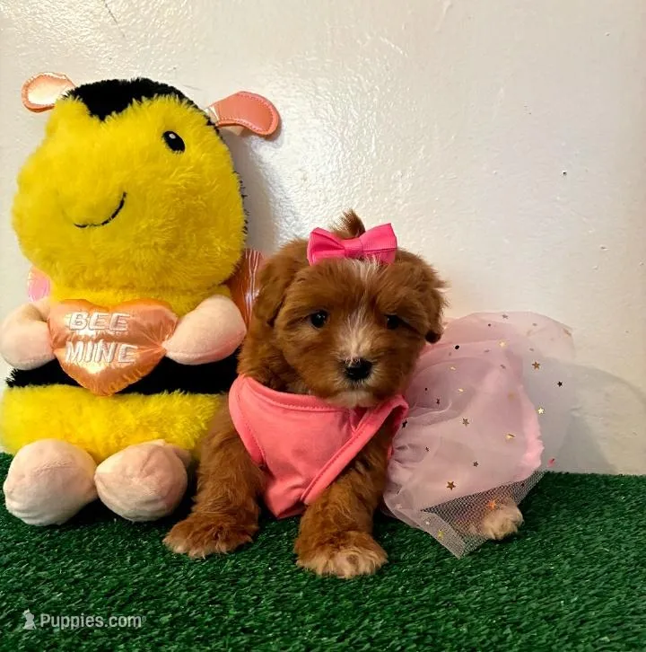 Michelle , a female Maltipoo for sale in Santa Clarita, CA – Photo 1 of 3