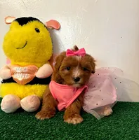 Michelle , a female Maltipoo for sale in Santa Clarita, CA – Photo 1 of 3