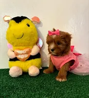 Michelle , a female Maltipoo for sale in Santa Clarita, CA – Photo 3 of 3