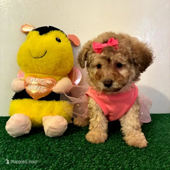 Princess 👑, a female Maltipoo for sale in Santa Clarita, CA – Photo 1 of 1