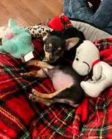 Chichi, a male Chihuahua for sale in Santa Clarita, CA – Photo 2 of 3