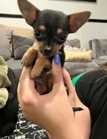 Chichi, a male Chihuahua for sale in Santa Clarita, CA – Photo 1 of 3