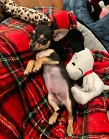 Chichi, a male Chihuahua for sale in Santa Clarita, CA – Photo 3 of 3