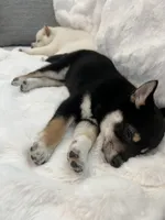 processed/25109258-296d-4ba4-8b0e-40bdab5dfac6/listing/33898bac-d50e-4186-a699-9d93e21a4c59/2228f33a-1b78-4bf8-80e4-60137350a186