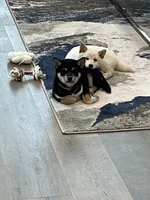 processed/25109258-296d-4ba4-8b0e-40bdab5dfac6/listing/33898bac-d50e-4186-a699-9d93e21a4c59/c9f11997-d6dc-4318-9c45-5e64eacb4106