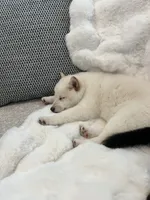 processed/25109258-296d-4ba4-8b0e-40bdab5dfac6/listing/ce412608-9e80-428b-b02d-dea9a6fe08e5/1958e1e6-838c-458c-b777-4d6057a1c17d