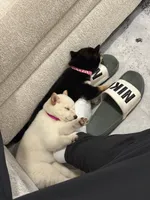 processed/25109258-296d-4ba4-8b0e-40bdab5dfac6/listing/ce412608-9e80-428b-b02d-dea9a6fe08e5/a0ddcb53-8a7c-47cb-a854-4dca354e9322