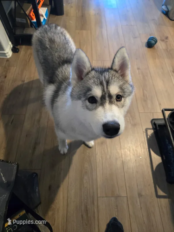 Chess -  – Siberian Husky puppy for sale in Gladewater, TX