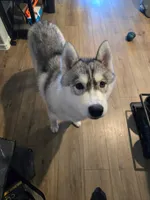 Chess - , a male Siberian Husky for sale in Gladewater, TX – 1 of 1