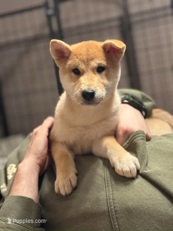 Bash - My Kind of Party! – Shiba Inu puppy for sale in Gladewater, TX