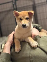 Bash - My Kind of Party!, a male Shiba Inu for sale in Gladewater, TX – 1 of 3