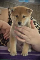 Bash - My Kind of Party!, a male Shiba Inu for sale in Gladewater, TX – 3 of 3