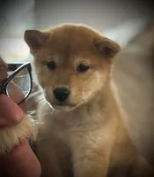 Bash - My Kind of Party!, a male Shiba Inu for sale in Gladewater, TX – 2 of 3
