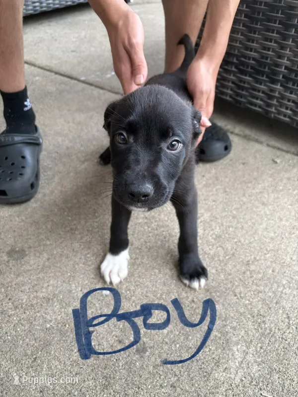 White claw – American Bully puppy for sale in Brookfield, IL