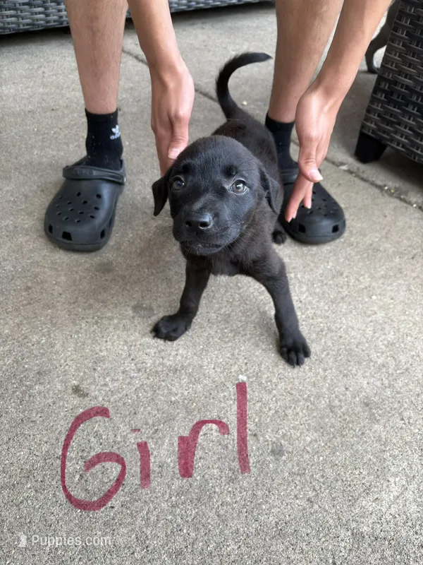 Minnie – American Bully puppy for sale in Brookfield, IL