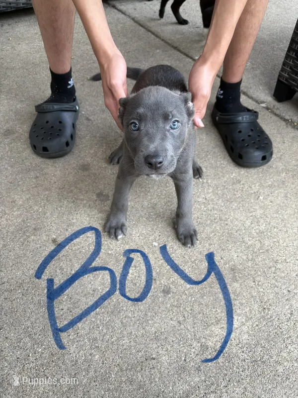 Ghost – American Bully puppy for sale in Brookfield, IL
