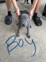 Ghost, a male American Bully for sale in Brookfield, IL – 1 of 1