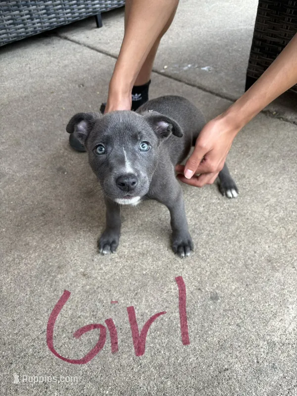 Blue – American Bully puppy for sale in Brookfield, IL