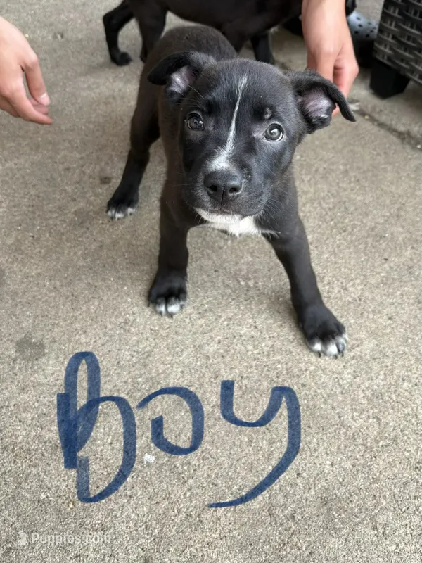 Lucky – American Bully puppy for sale in Brookfield, IL