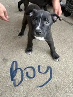 Lucky, a male American Bully for sale in Brookfield, IL – 1 of 1