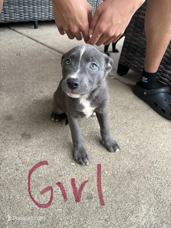 Nieve – American Bully puppy for sale in Brookfield, IL