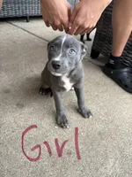 Nieve, a male American Bully for sale in Brookfield, IL – 1 of 1