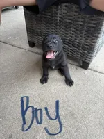 Gordo, a male American Bully for sale in Brookfield, IL – 1 of 1