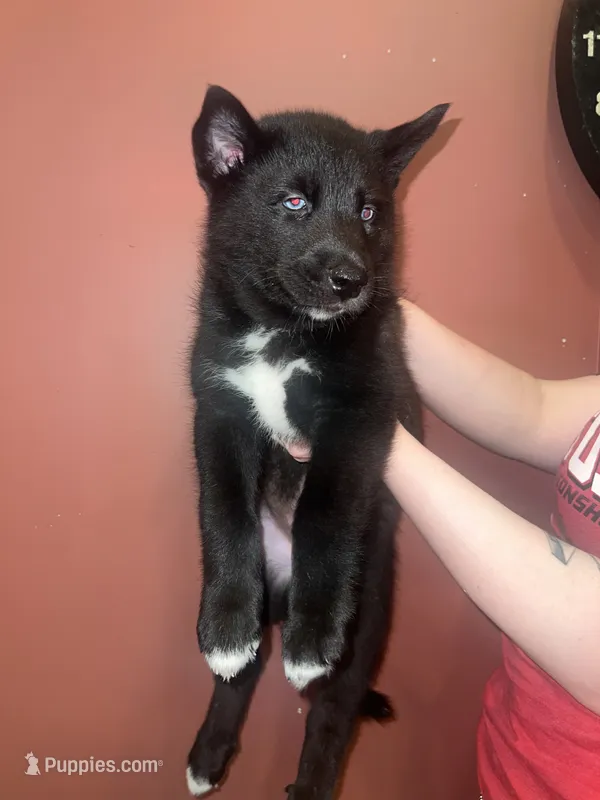 Banner – Siberian Husky puppy for sale in The Colony, TX