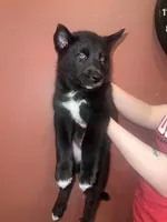 Banner, a male Siberian Husky for sale in The Colony, TX – 1 of 1