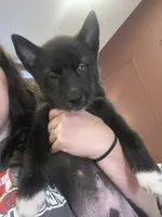 Falcon, a male Siberian Husky for sale in The Colony, TX – 1 of 1